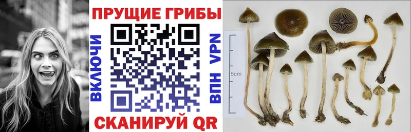 Галлюциногенные грибы Psilocybine cubensis Красный Холм